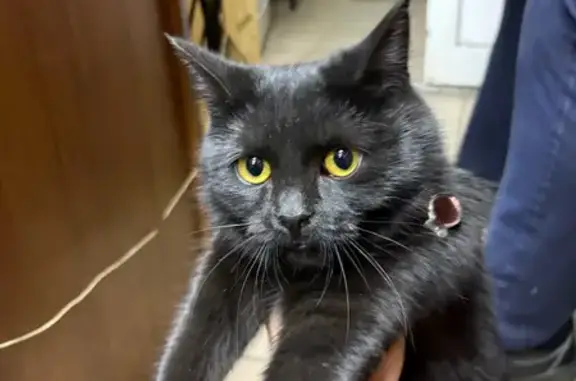 Найдена кошка, Волгоград, фото: Кошка найдена: Коммунистическая 34, Волгоград