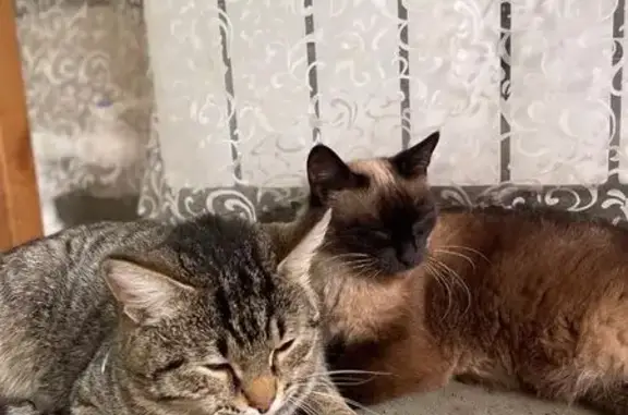 Пропал кот Кеша, Чесноковка, Башкортостан