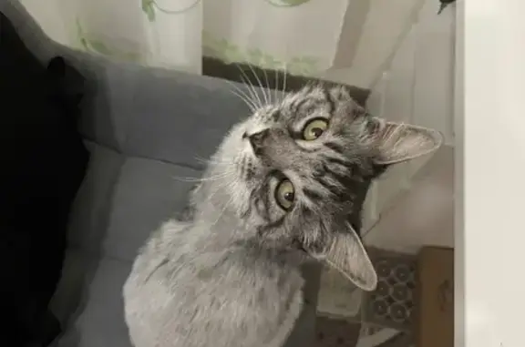 Найдена кошка, Иркутск, фото: Кошка найдена на ул. Баумана, 265, Иркутск