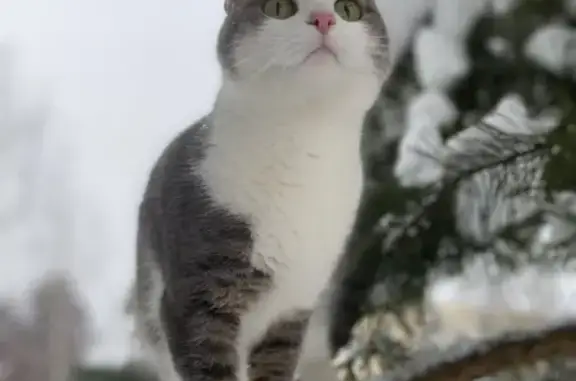 Пропала кошка, Клин, Центральная 76