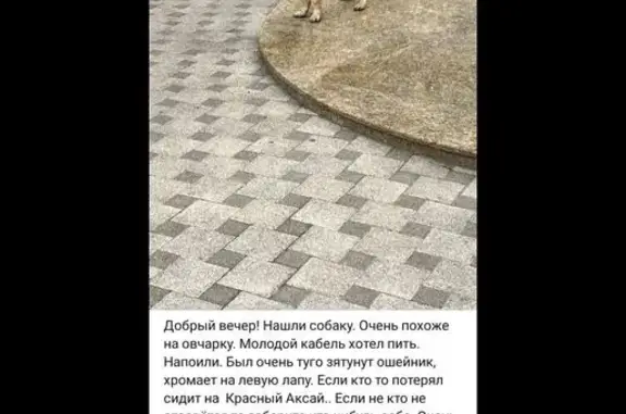 Найдена собака, Ростовская область, фото: Собака найдена: Красный Аксай, Ростов-на-Дону