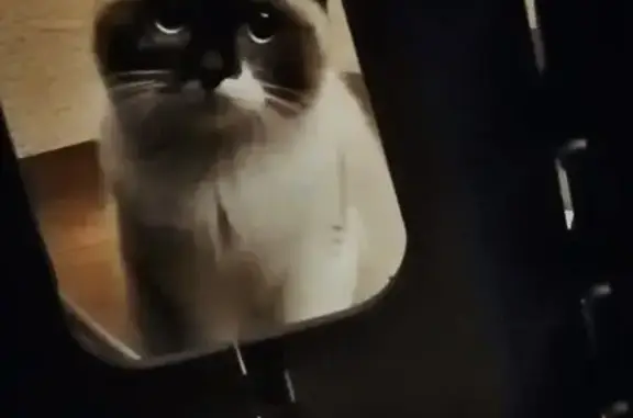 Пропала кошка, Красноярск, Красноярский край