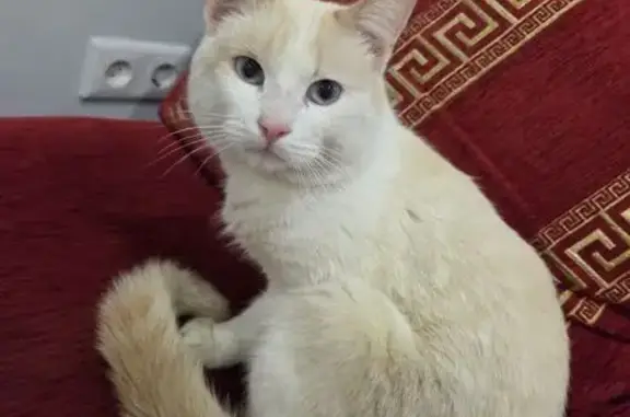 Найдена кошка, Волгоград, фото: Кошка найдена: Клименко, 6, Волгоград