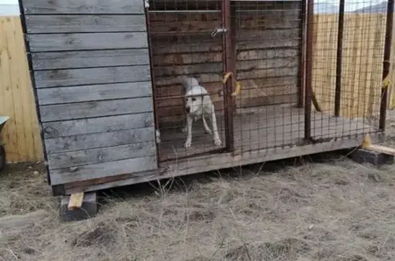 Пропала собака, Вершино-Биджинский с/с