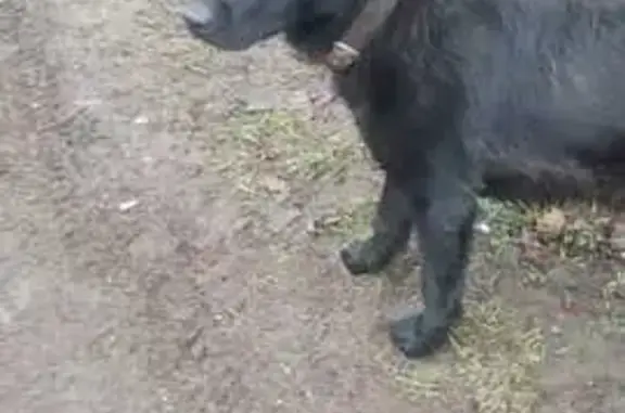 Найдена собака, Мещерское, фото: Найден чёрный пёс, Мещерское 46Н-12402