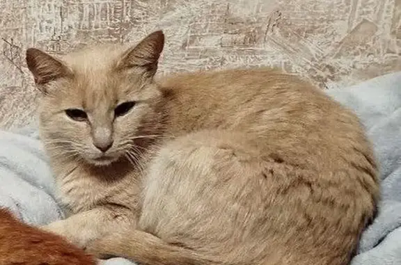 Пропала кошка, ул. Новая Слобода