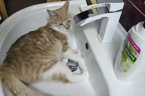 Пропала кошка, ул. Кирова 115, Краснодар