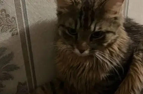 Кошки потеряшки, , фото: Потеряшка кошка, 29 Дружба