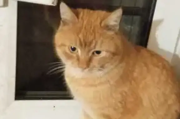 Пропала кошка на Заводской улице, Тамбов