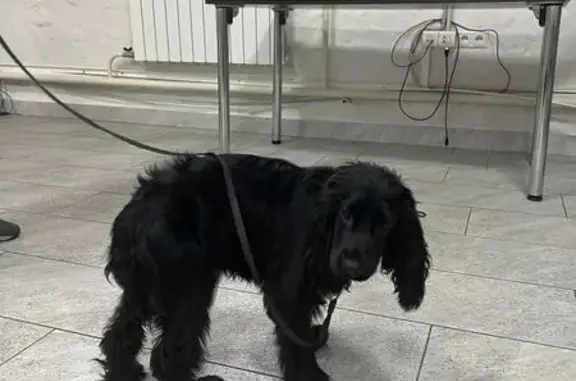 Объявления о пропавших и найденных животных, Москва, фото: Найдена собака, Крутицкая ул., Москва