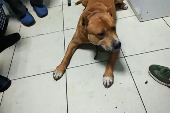 Найдена собака, Калининградская область, фото: Рыжий пёс у жд вокзала, Светлогорск