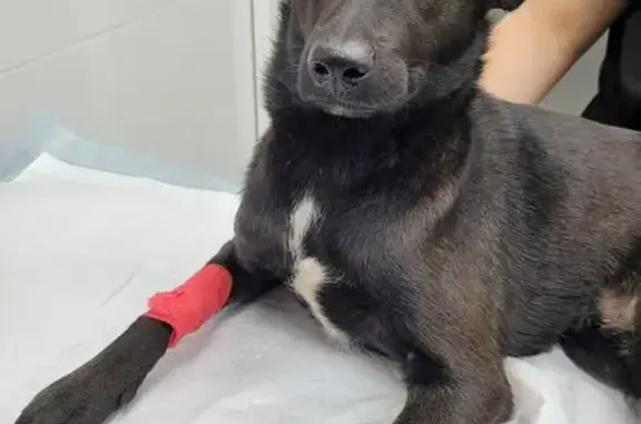 Найдена собака, Волгоград, фото: Собака найдена: ул. Землячки, Волгоград