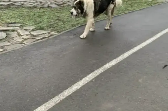 Найдена собака, Уфа, фото: Собака найдена на Мушникова 21, Уфа