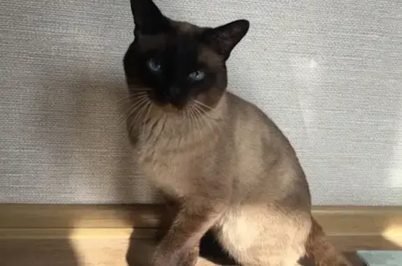 Пропала кошка, Красногвардейская 4, НТ