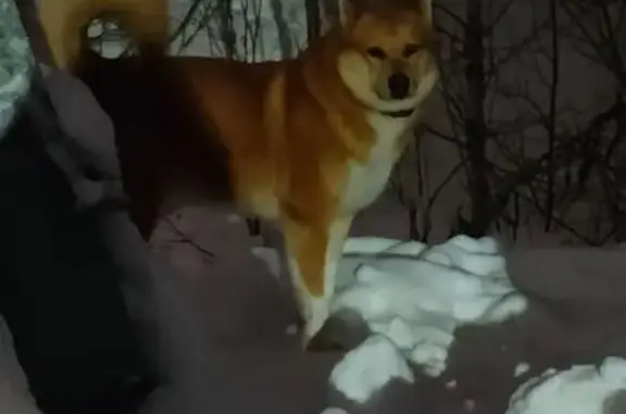 Найдена собака, Республика Коми, фото: Найдена собака на Четлос, Коми