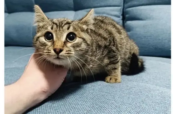 Найдена кошка, Немчиновка, фото: Кошка найдена: ул. Связистов, 2, Немчиновка