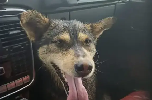 Пропала собака, Каменка, Новосиб. обл.