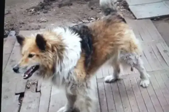 Пропала собака, Тюменская ул. 196, Ялуторовск