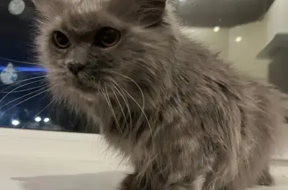 Найденные животные Нижняя Тура, фото: Кошка найдена: Молодёжная 1А, Нижняя Тура