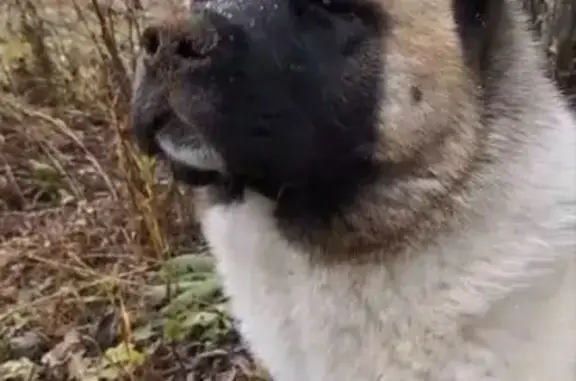 Пропала собака Кита, Шварево, Пермь