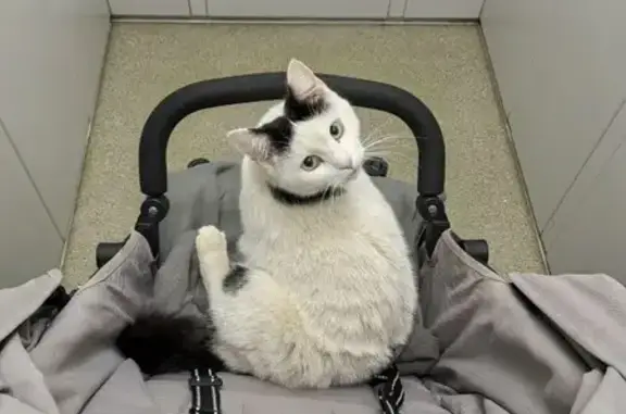 Пропала кошка, ул. Винокурова, 28