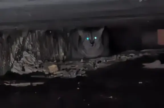 Найдена кошка, Ростов-на-Дону, фото: Найдена кошка, Заводская 25, Ростов-на-Дону