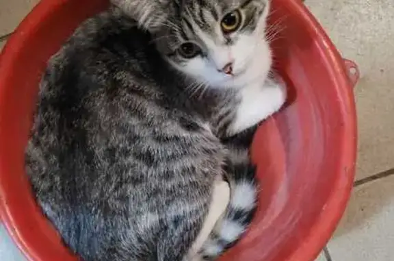 Пропал кот, ул. Котовского, 23, Липецк