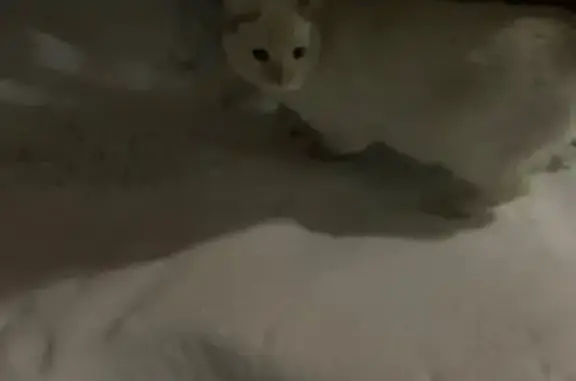 Найдена кошка, Томск, фото: Кошка найдена: ул. Кулёва, 32, Томск