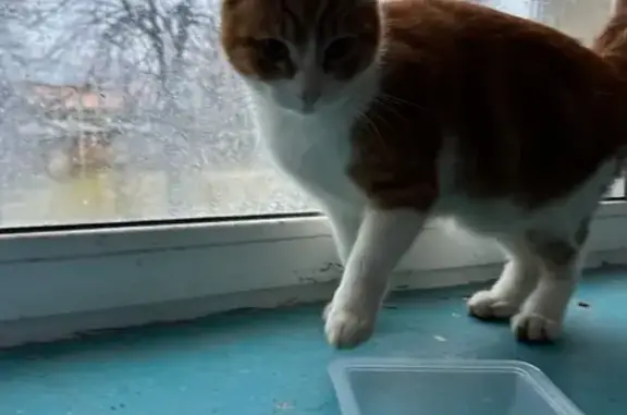 Найдена кошка, Барсуки, фото: Кошка найдена: Пролетарская 12, Барсуки