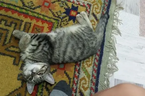 Пропала кошка, ул. Чапаева 50, Ялуторовск