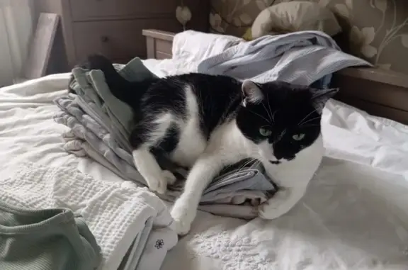 Пропала кошка, Заводская 14, Ивантеевка