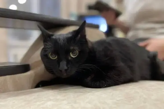 Найденные животные Томск, фото: Кошка найдена: ул. Карла Ильмера, 1, Томск