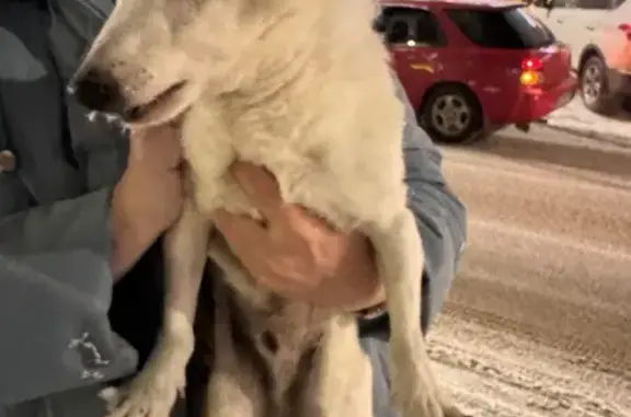 Найденные животные Новокузнецк, фото: Слепая собака найдена на Петракова, 43