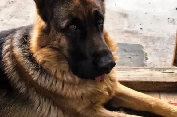 Пропала собака в Хойтобэе, район Аэропорта