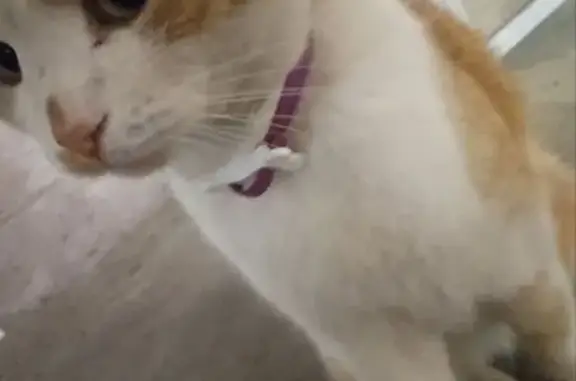 Найдена кошка, Нижний Новгород, фото: Кошка найдена: Комсомольская пл., 1, НН