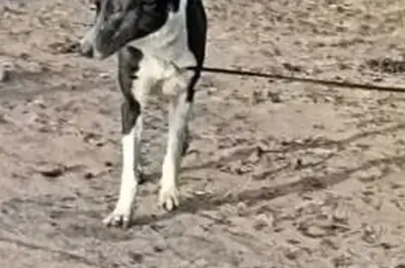 Пропала собака, Ленинский пр., 154, СПб