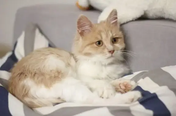 Пропала кошка, Спортивная ул., Долгопрудный