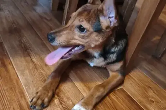 Найдена собака, Иркутск, фото: Щенок найден: ул. Дзержинского, 34, Иркутск