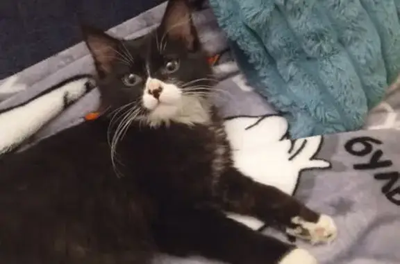 Найдена кошка, Архангельск, фото: Кошка найдена: Московский пр., 55 к5