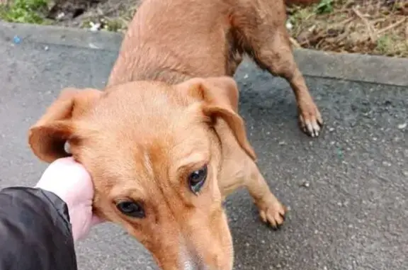 Найдена собака, Смоленск, фото: Смоленск: найдена рыжая собака, Киевское шоссе 56