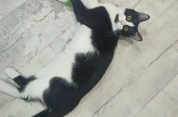 Пропала кошка, пр. Тюленева 15, Ульяновск