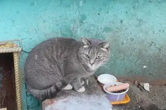 Найдена кошка, Барнаул, фото: Кошка найдена: Георгиева 59, Барнаул