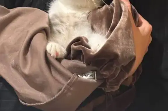 Пропала кошка, ул. Менделеева 27, Киров