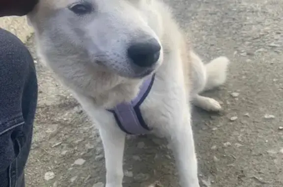 Пропала собака, Аксай, пос. Янтарный