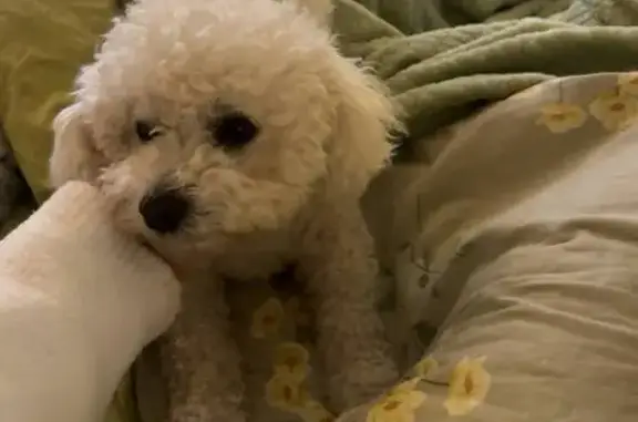 Поиск домашних животных, фото: Пропала собака в Рассказовке, Москва