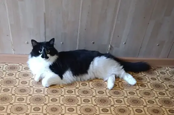 Пропала кошка, ул. Сурикова, 6, Владимир