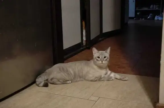 Найдена кошка, Москва, фото: Кошка найдена у Школьного парка, Кировоградская 8к3