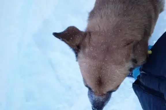 Собаки потеряшки, Камбарка, фото: Потеряшка собака, ул. Матросова, Камбарка