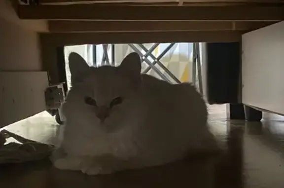 Найдена кошка, Воронеж, фото: Кошка найдена: ул. Куколкина, 18, Воронеж