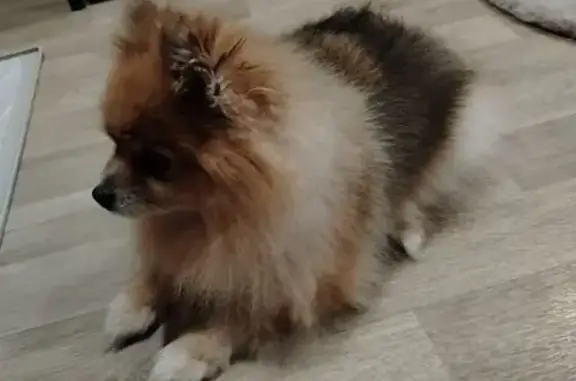 Найдена собака, Тульская область, фото: Найдена собака, Барсуки, Тульская область